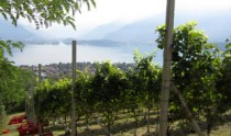 Vineyard overlooking Lake Como