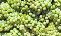 Verdesa grapes